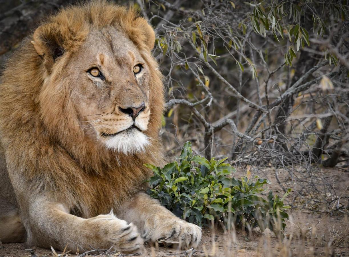 Khaya Ndlovu Safari Manor Villa Hoedspruit Buitenkant foto